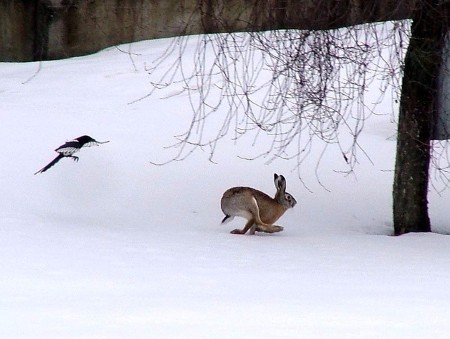 Зимняя охота на зайца в Астрахани
