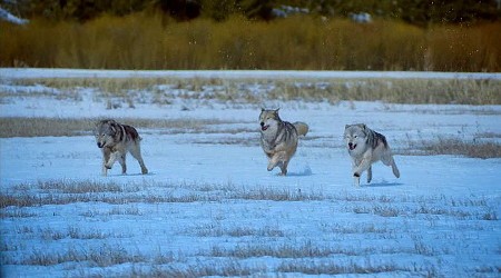 Зимняя охота на волка в Астрахани